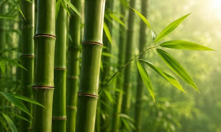 Bamboo Plant